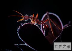 世界上最大的蚂蚁，公牛蚁长达3.7厘米（蚁界巨无霸）