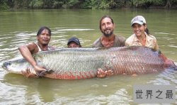 世界上最大的淡水鱼，巨型黄貂鱼重达0.36吨（八个壮士才能抬起）