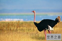 世界上最大的鸟，北非鸵鸟（重达155公斤）