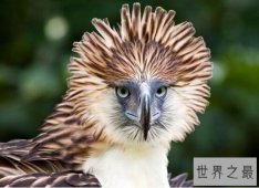 世界上最大的鹰，菲律宾鹰(重4公斤/翅展3米)