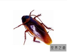 世界上最大的蟑螂，东方蜚蠊（长达10厘米）