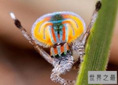 动物之最：世界上最美的蜘蛛会跳舞？