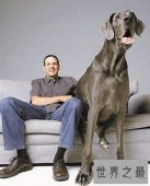 世界上最大的犬排行榜，西班牙獒犬（高100厘米/体重120公斤）