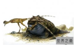 世界上最大的青蛙，非洲巨蛙重达3公斤（相当于刚出生的婴儿）