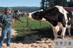 世界上最大的奶牛，奶牛丹尼尔重1043公斤（每天食用45公斤干草）