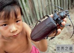 世界上最大的昆虫，泰坦甲虫长达21厘米（比人的手掌都大）