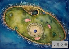 世界上最轻的动物，H39小到肉眼看不清(1000万亿个才重1克)