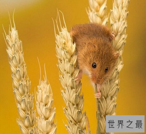 【世界上最小的老鼠，巢鼠仅8g（短小精悍）】图2