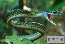 世界上有多少种毒蛇,共600余种(其中195种致命）