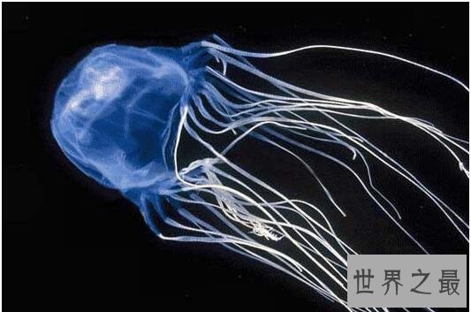 【世界上毒性最强的动物,沙岩海葵(0.00015克可致死)】图2