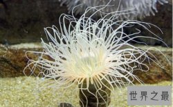 世界上毒性最强的动物,沙岩海葵(0.00015克可致死)