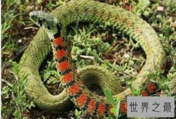 中国十大毒蛇排行榜,银环蛇是中国第一毒(抗毒血清都不行)