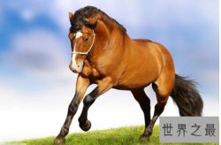 世界上最贵的十种动物,名马绿猴最昂贵(价值1.1亿人民币）