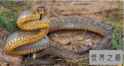 世界上十大毒蛇排行榜,内陆太攀蛇(比响尾蛇毒300倍/一毫克杀两人)