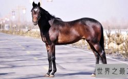 世界上跑得最快的马种，英国纯血马（2分23秒跑完2400米）