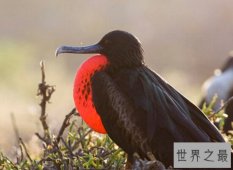 世界上最快的动物排行榜，猎豹时速130公里竟排名第三