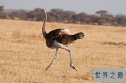 世界上十大鸟类排行榜，角蜂鸟竟被封为“女神”