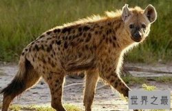 世界上奔跑速度最快的动物排行榜，猎豹1小时130公里