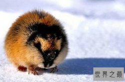 世界上繁殖最快的动物是什么？北极旅鼠（动物界的生产机）