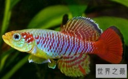 世界上繁殖最快的鱼,出生17天后便可繁殖(长得快，死得早)