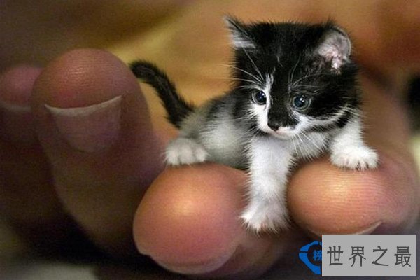 世界上最小的猫