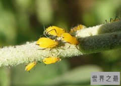 世界上繁殖最快的昆虫,竟然是蚜虫（密集恐惧症勿看）