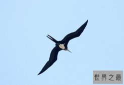 世界上飞得最快的鸟，飞行冠军“军舰鸟”(418公里/小时)