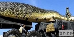 世界上最重的蛇排行榜，10米蟒蛇竟然比大象还重