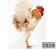 世界上最重的鸡，白斑鸡重达10千克（鸡中之王）
