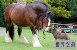世界上最重的马排行榜，英国夏尔马635公斤（荣登榜首）