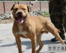 世界上最能打的狗：比特犬咬趴藏獒