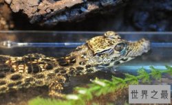 非洲侏儒鳄,世界上体型最小的鳄鱼(体长1.5米/胆小如鼠)