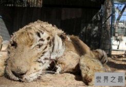 世界最差动物园,把动物变成干尸(100只动物只活15只）