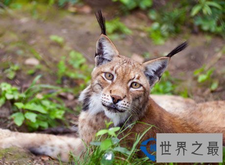 从来都没见过世界上竟然会有这么美的动物园