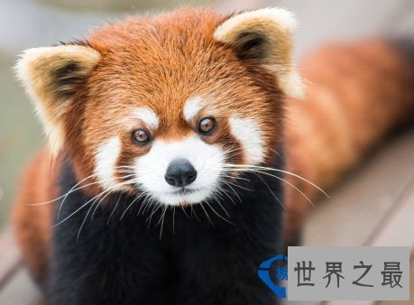 从来都没见过世界上竟然会有这么美的动物园