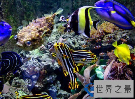 从来都没见过世界上竟然会有这么美的动物园