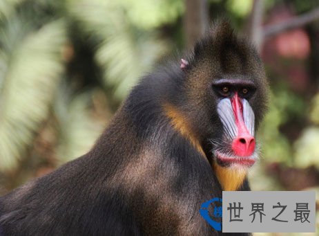 从来都没见过世界上竟然会有这么美的动物园