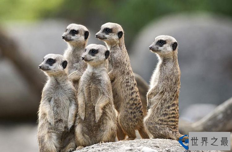 从来都没见过世界上竟然会有这么美的动物园