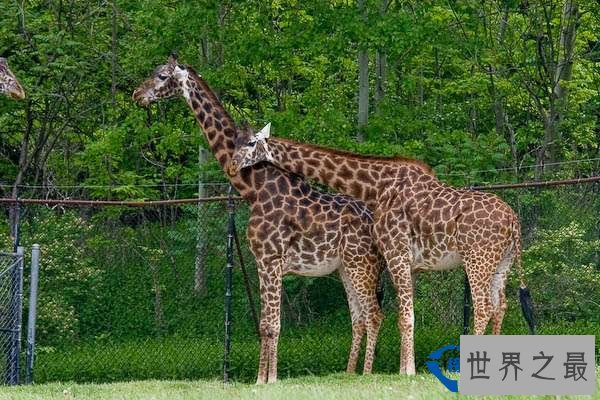 从来都没见过世界上竟然会有这么美的动物园