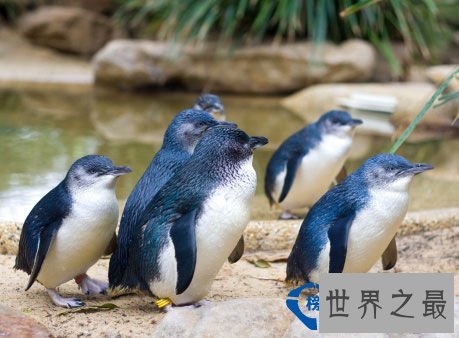 从来都没见过世界上竟然会有这么美的动物园