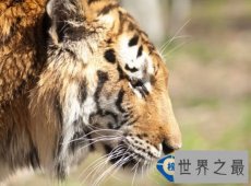 世界十大最美动物园,亚洲新加坡动物园第七