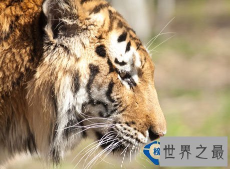 从来都没见过世界上竟然会有这么美的动物园