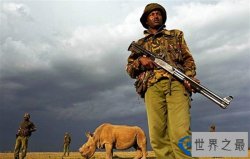 全球最后一头白犀牛：40人24小时全副武装保护