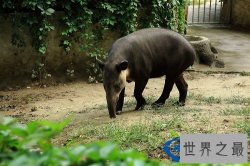 世界上最奇特的动物，雌雄同体长着哭脸的鱼