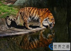 世界上最大的猫科动物,西伯利亚虎(重300公斤/体长2.6米/1.7米)