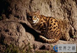 世界上最小的猫科动物,黑足猫(重1.6公斤/长36cm/高25cm)