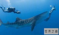世界上最温顺的鲨鱼，鲸鲨(体型庞大却只吃小鱼)