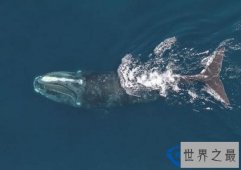 世界上最温顺的鲸：露脊鲸(因温顺而濒临灭绝)