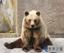 世界上最温顺的熊，看家护院打不还手