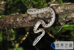 世界上最温顺的蛇，可以徒手把玩的游蛇(奶蛇王蛇玉米蛇)